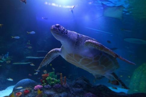 SEA LIFE Manchester Aquarium - Standard Ticket