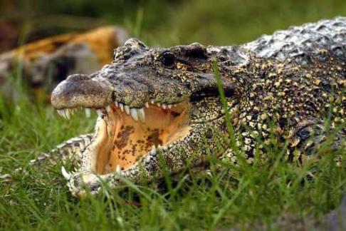 Scenic Nature Airboat Tour - 30 Minute + Gatorland